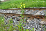Onagre bisannuelle - Evening primrose - Oenothera biennis 1m9