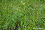 Onagre prennante - Small Sundrops - Oenothera perennis 1m9
