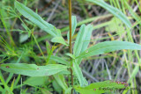 Onagre prennante - Small Sundrops - Oenothera perennis 6m9