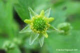 Renoncule recourbe - Hooked buttercup - Ranunculus recurvatus 4m9