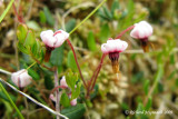 Airelle canneberge - Small cranberry - Vaccinium oxicoccos 2m9