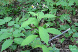 Aster accumin�e - Whorled wood aster - Aster acuminatus 1m9