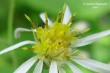 Aster accumin�e - Whorled wood aster - Aster acuminatus 3m9