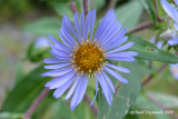 Aster ponceau - Purple-stemmed aster - Aster puniceus 3m9