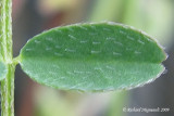 Astragale de Brunet - Brunets milk-vetch - Astragalus alpinus 6m9