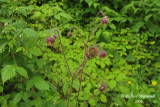 Beno�te des ruisseaux - Water Avens - Geum rivale 3m9