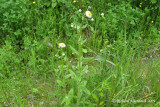 rigron de Philadelphie - Philadelphia fleabane - Erigeron philadelphicus 1m9