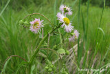 rigron de Philadelphie - Philadelphia fleabane - Erigeron philadelphicus 2m9