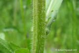 rigron de Philadelphie - Philadelphia fleabane - Erigeron philadelphicus 4m9