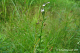 Loblie gonfle - Indian tobacco - Lobelia inflata 3m9