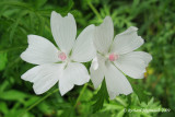 Mauve musque - Musk mallow - Malva moschata 5m9