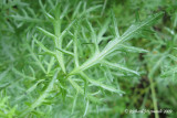 Mauve musque - Musk mallow - Malva moschata 6m9