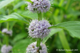 Menthe du Canada - Canada mint - Mentha canadensis 2m9