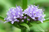 Menthe du Canada - Canada mint - Mentha canadensis 3m9