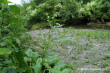 Persicaire ple - Dock-leaved - Persicaria lapathifolia 1m9