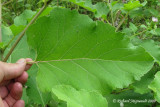 Petite bardane - Common burdock - Arctium minus 4m9