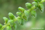 Petite herbe  poux - Small ragweed - Ambrosia artemisiifolia 4m9