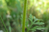 Petite herbe  poux - Small ragweed - Ambrosia artemisiifolia 6m9