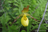 Cypripde jaune - Yellow ladys-slipper - Cypripedium parviflorum, var makasin3m9