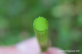 Prle fluviale - River horsetail - Equisetum fluviatile 3m9