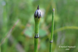 Prle panache - Variegated scouring rush - Equisetum variegatum 5m9