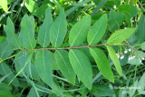 Apocyn � feuilles dandros�me - Spreading dogbane - Apocynum 6m9