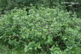 Cornouiller stolonifre - Red osier Dogwood - Cornus stolonifera 1m9