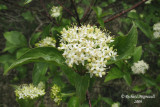Cornouiller stolonifre - Red osier Dogwood - Cornus stolonifera 2m9