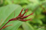 Dirville chvrefeuille - Bush Honeysuckle - Diervilla lonicera 4m9