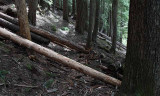 Windfalls on Upper Lake Creek
