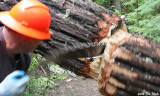 Falling log 1