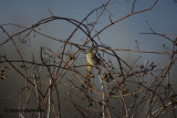 Chardonneret en plumage dhiver