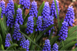 Grape Hyacinth