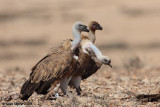 Griffon Vultures 0205