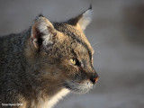 Jungle Cat / Felis chaus furax 4866