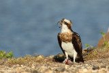 Osprey Pandion haliaetus  1325