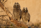 Long-eared_Owl