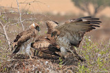 Short-toed Eagle