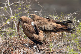 Short-toed Eagle