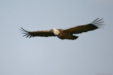 Griffon Vulture