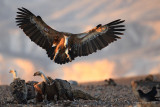 Griffon Vulture