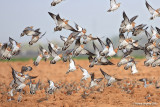 Pin-tailed Sandgrouse