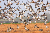 Pin-tailed Sandgrouse 8054