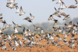 Pin-tailed Sandgrouse 8050