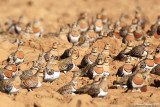 Pin-tailed Sandgrouse