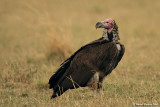 Lappet - faced Vulture