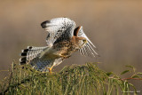 (Common) Kestrel