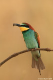 Bee-eater 6345