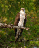 Osprey