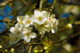 Another Sign of Spring - Apple Blossoms in January!